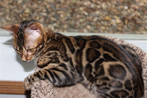 Bengal cat for sale near me - Breeding Bengal cats is our passion and matching the right kitten with a wonderful new home is our goal. When you buy a Bengal kitten from Lap Leopard Bengals they come well socialized with great temperaments that are kid tested and parent approved. Our three children are very involved with the kittens from birth, they love to play with the ... 